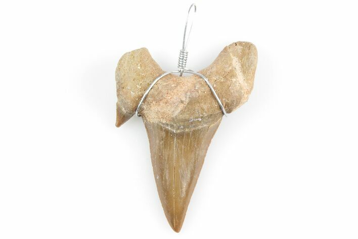 1.25" to 2" Wire Wrapped Otodus Shark Tooth Pendant - Morocco - Photo 1
